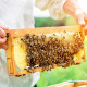 Фото: Вниманию владельцев пчелопасек!