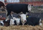 Герефорды — будущее мясного скотоводства
