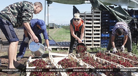 Урожай вишни в Гродненской области превысил прошлогодний в 7 раз