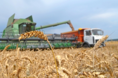 В Гродненской области, по данным на 27 июля, убрано 16 процентов площадей, занятых зерновыми и зернобобовыми культурами