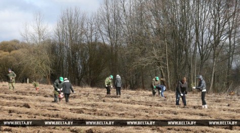 Весенние посадки леса начались в Гродненской области