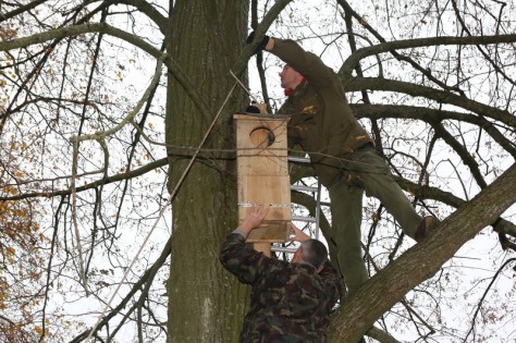 В Берестовицком районе впервые оборудовали гнездовья для самой крупной в Беларуси утки