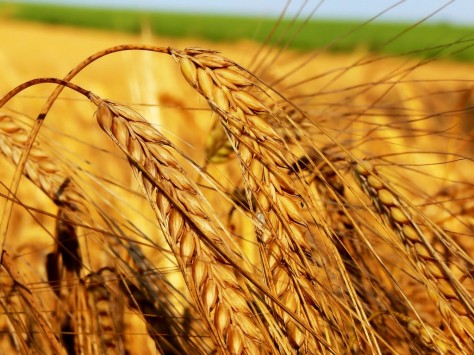 Уборка зерновых: массовый выход