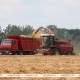 Фото: В Беларуси начали уборку озимого ячменя