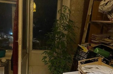 Фото: Житель Гродно выращивал в своей квартире наркосодержащие растения
