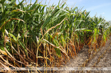 Фото: В Беларуси намолочено более 246 тыс. тонн зерна кукурузы