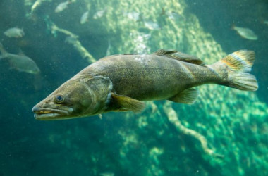 Фото: С 15 апреля в Беларуси будет действовать запрет на лов судака