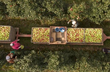 Фото: Рекордный урожай яблок собрали на Гродненщине в этом году