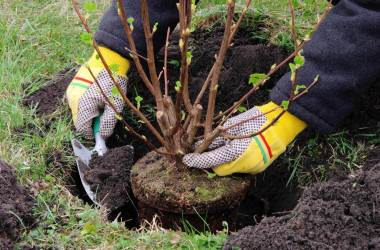 Фото: Золотое время садовода. Что важно посадить и пересадить ранней весной, пока почва полна влаги