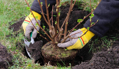 Фото: Золотое время садовода. Что важно посадить и пересадить ранней весной, пока почва полна влаги