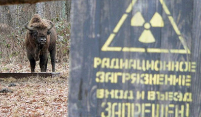 Фото: Чернобыль 40 лет спустя. В зону отчуждения вернулись животные, находящиеся под угрозой исчезновения