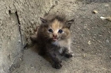 Фото: Люди – не звери?